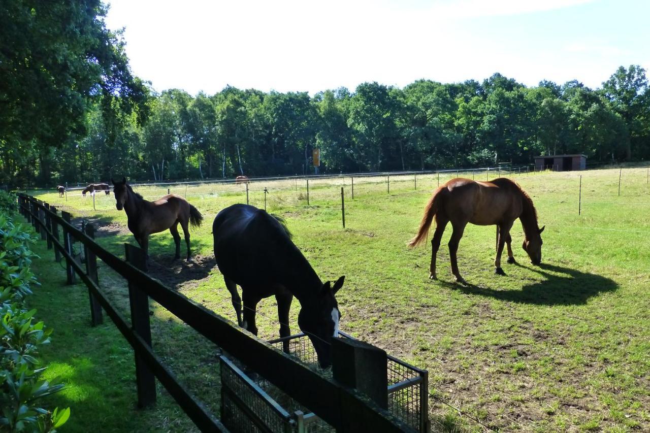Grosse Ferienwohnung, Auf Bauernhof Mit Ponys Und Pferden, Laendlich Und Ruhig, Naehe Duemmer See Holdorf Bagian luar foto