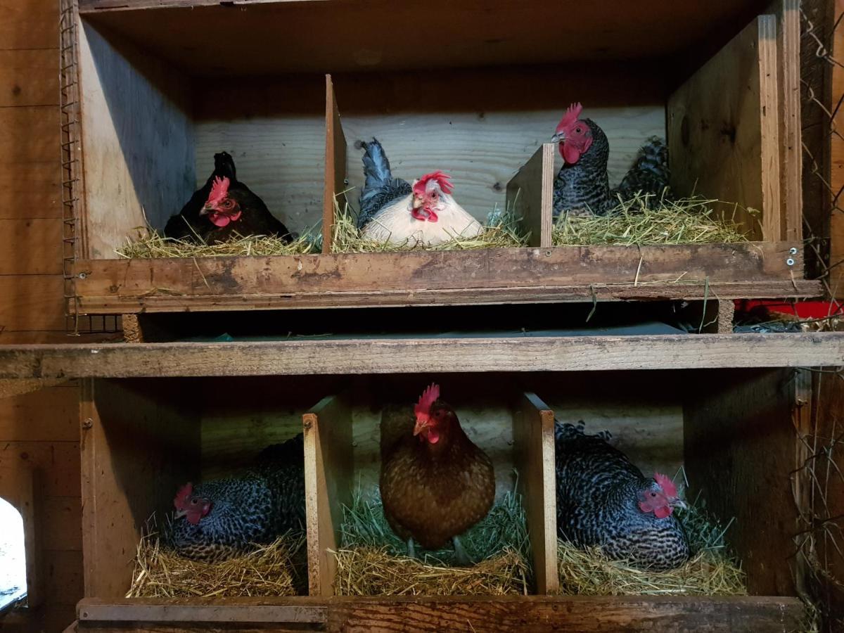 Grosse Ferienwohnung, Auf Bauernhof Mit Ponys Und Pferden, Laendlich Und Ruhig, Naehe Duemmer See Holdorf Bagian luar foto